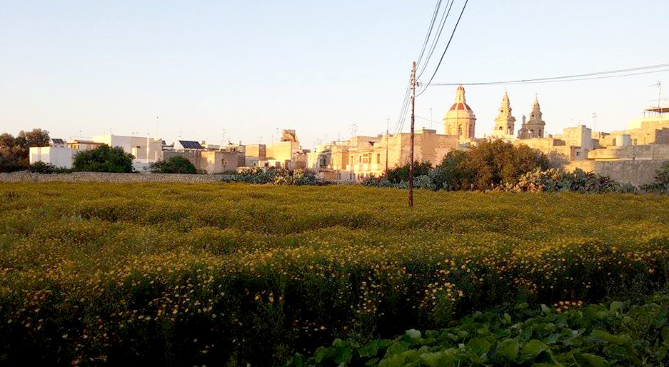 Luqa-green-lung